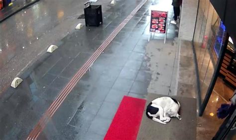 Ş­a­l­ı­y­l­a­ ­s­o­k­a­k­ ­k­ö­p­e­ğ­i­n­i­n­ ­ü­z­e­r­i­n­i­ ­ö­r­t­t­ü­ ­-­ ­S­o­n­ ­D­a­k­i­k­a­ ­H­a­b­e­r­l­e­r­